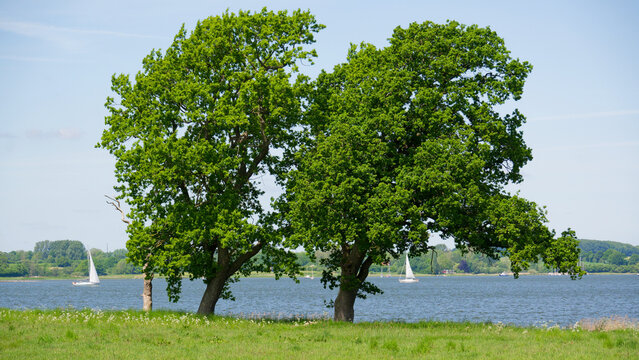 Eichen an der Schlei