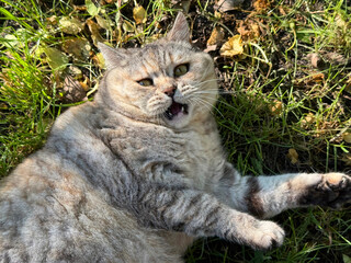 Obraz premium Funny cat lying in the grass 