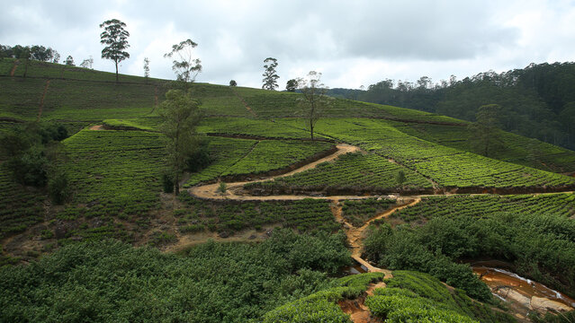 Plantaci&oacute;n de t&eacute; Labookellie en Sri Lanka