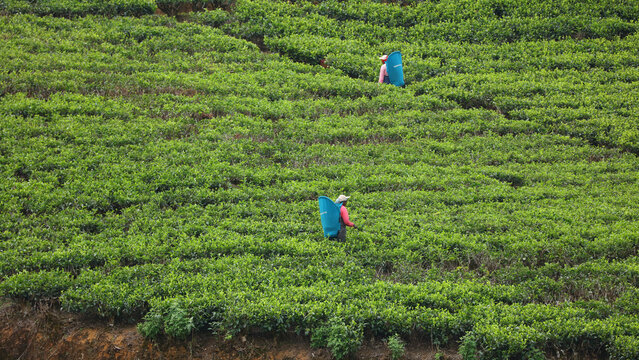 Plantaci&oacute;n de t&eacute; Labookellie en Sri Lanka