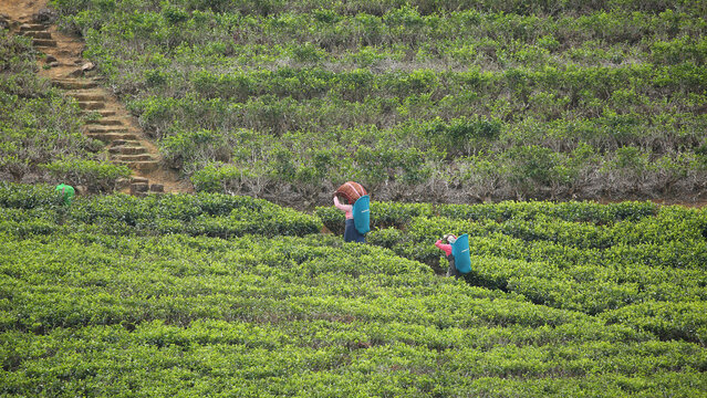 Plantaci&oacute;n de t&eacute; Labookellie en Sri Lanka