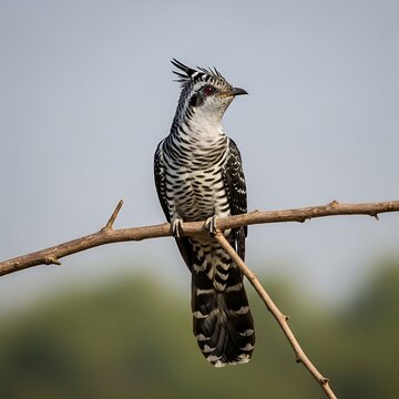 Striped cuckoo perched on a thin branch, staring intently forward