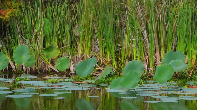 Louisiana, Yellow Pond Lily (Nuphar lutea), a perennial aquatic plant known for its large