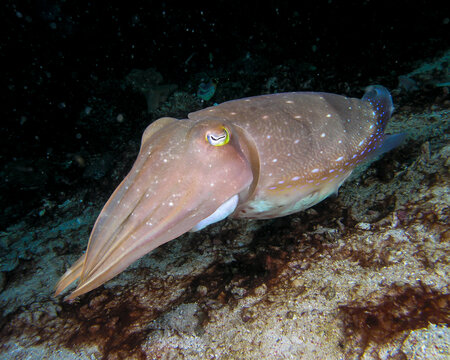  cuttlefish
