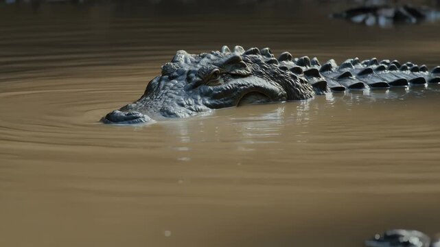 Alligator Emerges From Murky Water, Showing Ancient Reptilian Majesty
