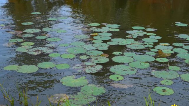 Louisiana, features water lily pads (Nymphaeaceae) floating on the surface of a pond.