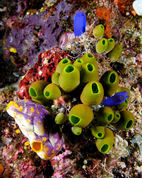  Sea squirts