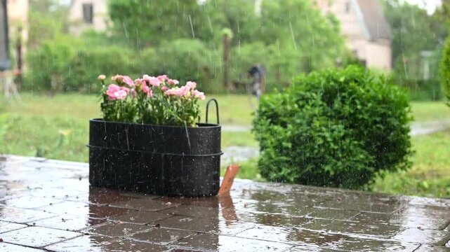 Rain falling on pink flowers in black garden containers outdoors. Cozy rainy day atmosphere in a home garden with water splashes and natural greenery. nature and gardening video. Blurred background