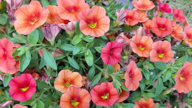 Pink flower