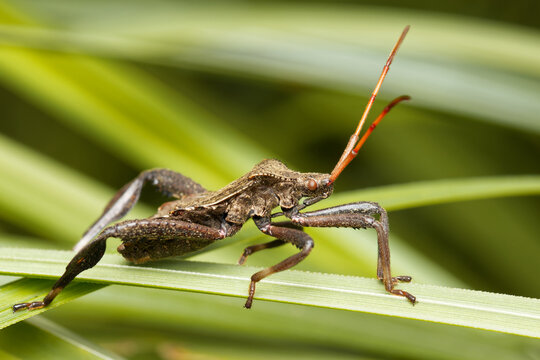 Leaf-footed bug. Acanthocephala granulosus