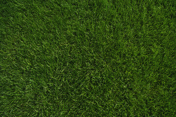green grass texture - well-groomed turf in the garden