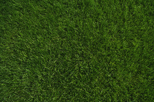 green grass texture - well-groomed turf in the garden