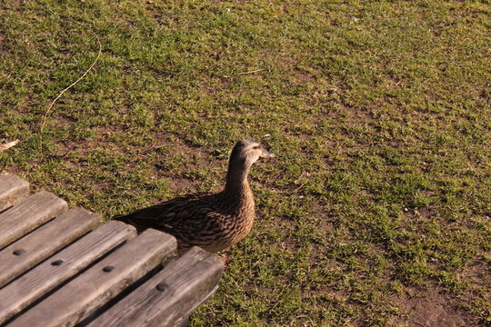 Duck in Grass with bench
