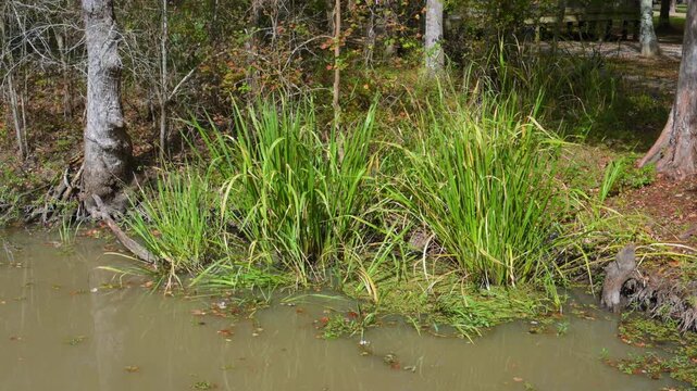 Louisiana, the plants shown along the water's edge are consistent with several common wetland species.