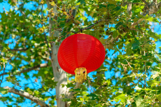 Red chinese lantern hanging from trees overhead during outdoor festival celebration