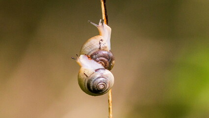 snail on a leaf © lazalnik