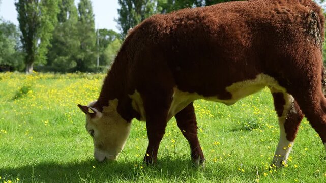 A side profile view of a Hereford cow grazing grass in a field during a summer's day