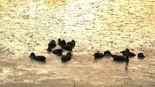 Louisiana, Black-bellied Whistling-Ducks (Dendrocygna autumnalis).