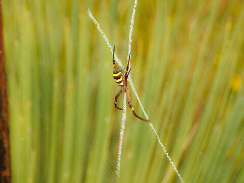 St Andrews Cross Spider