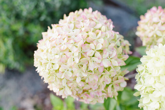 Hydrangea Pixio Flower Head In Pink Transition