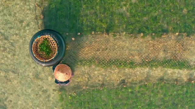 Aerial top down view of traditional seaweed farm plantation in clear ocean water 4K