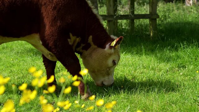 A side profile view of a Hereford cow grazing grass in a field during a summer's day