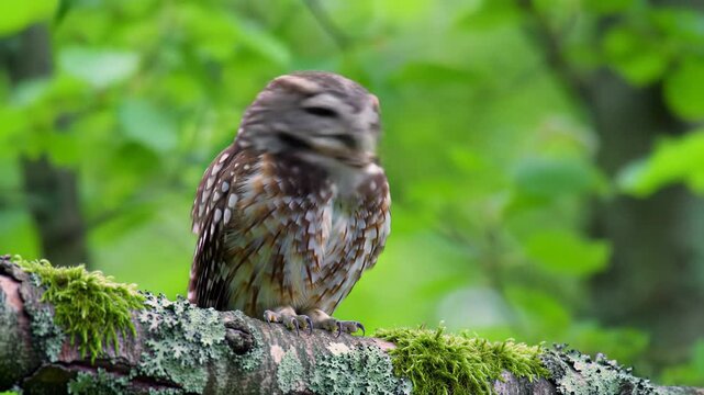extreme close-up of a eurasian pygmy owl with intricate plumage, yellow eyes, perched on a lichen branch, launching into flight in a sunlit ancient forest. serene observant atmosphere