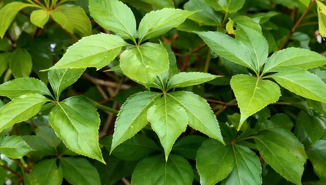 Exquisite 4K botanical study of symmetrical green foliage highlighting the intricate textures and geometric beauty of tropical leaves for nature lovers and plant enthusiasts
