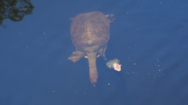 Louisiana, a Florida softshell turtle (Apalone ferox), characterized by its pancake-like, leathery shell.