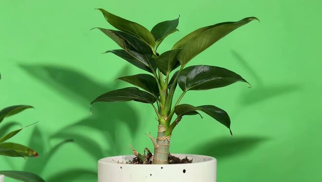 High quality 4K studio shot of green potted plant against vibrant green background providing clean and professional visual for product showcases and digital home lifestyle content