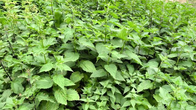 Wild Stinging Nettles Growing in Dense Green Vegetation. Dense Patch of Wild Stinging Nettles with Fresh Green Leaves Growing Naturally in Outdoor Vegetation
