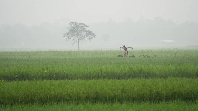 Bogura, Bangladesh - 17 May 2026: View of a farmer carrying a yoke across a lush green rice field shrouded in thick morning mist with a solitary tree in the background.