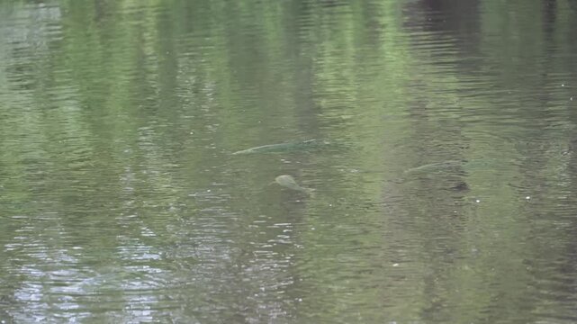 common carp swimming at the surface of a water body