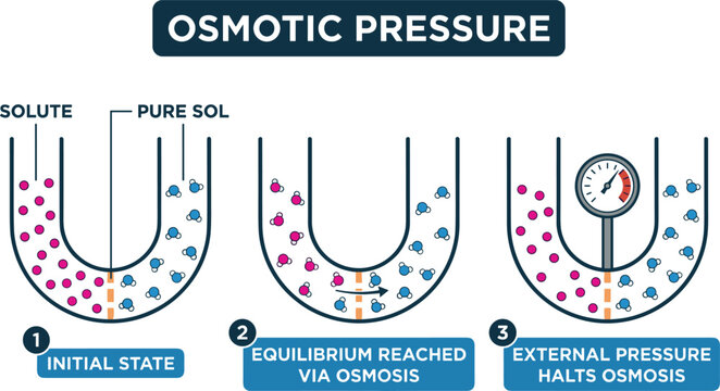 Educational osmotic pressure diagram illustration explaining solute concentration equilibrium membrane diffusion and scientific laboratory processes