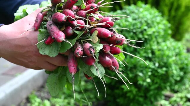 Freshly harvested radishes held in male hands in a home garden. Organic vegetables, seasonal harvest and natural farming concept.