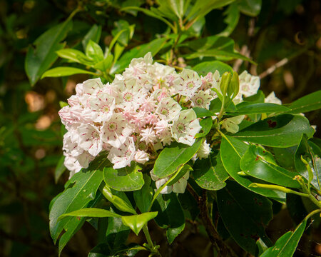 Mountain Laurel blossom
