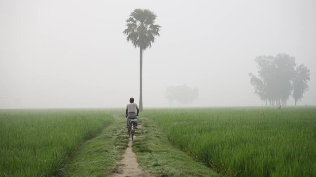 Bogura, Bangladesh - 17 May 2026: View of a man riding a bicycle along a narrow path through lush green rice fields on a foggy morning with a tall palm tree in the background.