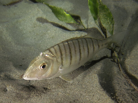 Diplodus sargus