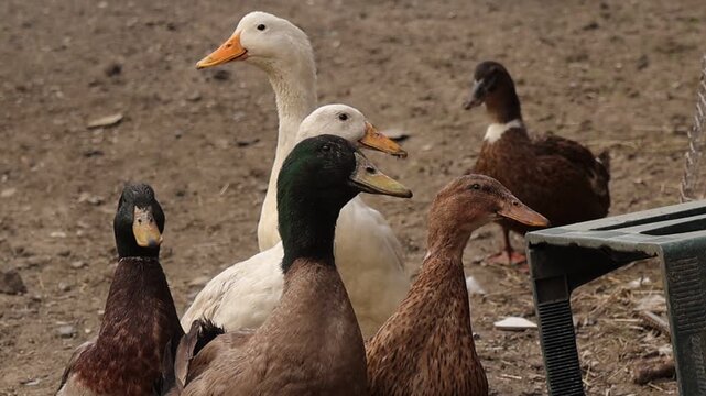 Group of domestic ducks standing on a muddy farmyard while the central mallard drake keeps its beak wide open, capturing a lively countryside poultry moment outdoors.