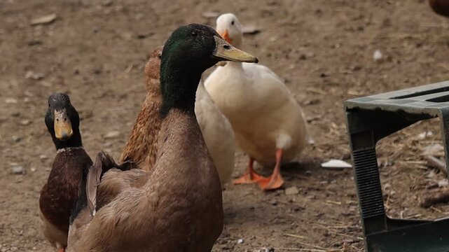 Close up of domestic ducks gathered on a muddy farmyard while the brown mallard drake opens its beak, creating a natural rural countryside scene with poultry birds outdoors.