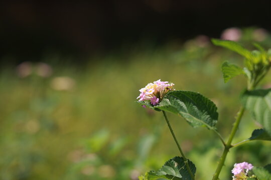 single lantana or tickberry or Ari poo in the morning sun light. putus flower on the plant