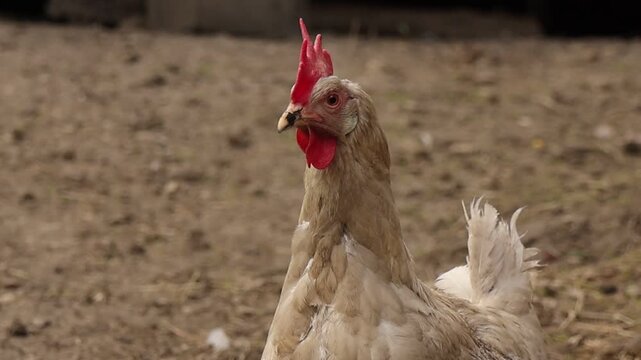 Light colored hen standing in a farmyard while observing the surroundings, with soft feather texture, bright red comb and natural rural atmosphere in warm daylight.