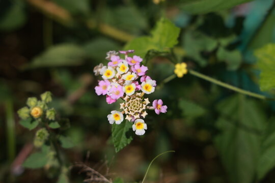 single lantana or tickberry or Ari poo in the morning sun light. putus flower on the plant
