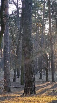 A large cloud of small flying insects, likely midges or mosquitoes, illuminated by bright sunlight in a green forest environment. Insects swirl around in the air in green forest. insects dancing fling