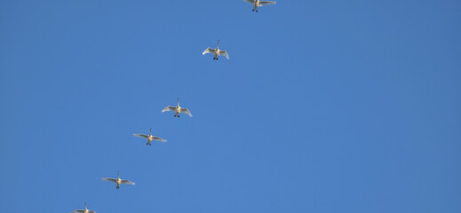 Fototapeta premium A flock of migrating geese under the clear blue sky in Europe