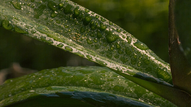 Wayer drops on green leaf close-up. Plant after rain macrophotography