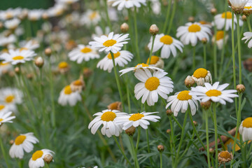 Fototapeta premium Beautiful white chamomile flowers blooming in a lush green garden field. Close-up of daisy blossoms with yellow centers in soft morning light. Natural botanical scene for floral background.