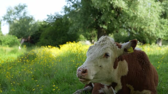 A front view of a Hereford cow chewing cud and smiling in a field during a summer's day