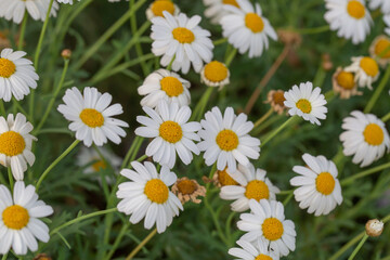 Obraz premium Beautiful white chamomile flowers blooming in a lush green garden field. Close-up of daisy blossoms with yellow centers in soft morning light. Natural botanical scene for floral background.