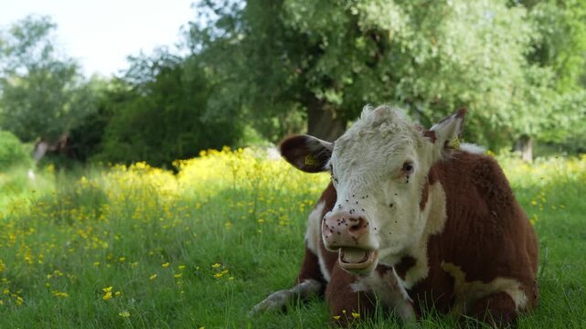 A front view of a Hereford cow chewing cud and smiling in a field during a summer's day